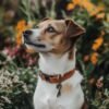 Cut-dog-with-leather-collar-in-garden