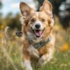 Dog-running-in-field-with-fabric-collar