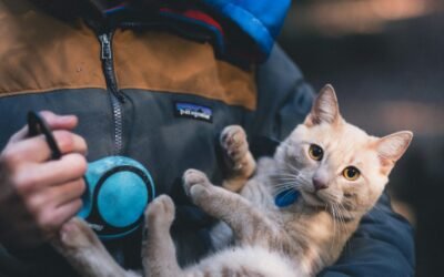 The Benefits of Using a Reflective Cat Collar