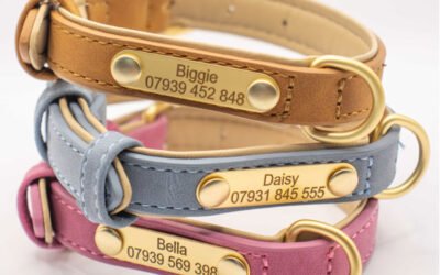 What to Put on a Dog Tag: UK Law Explained