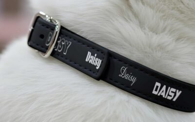 Why You Should Personalise Your Pet’s Collar