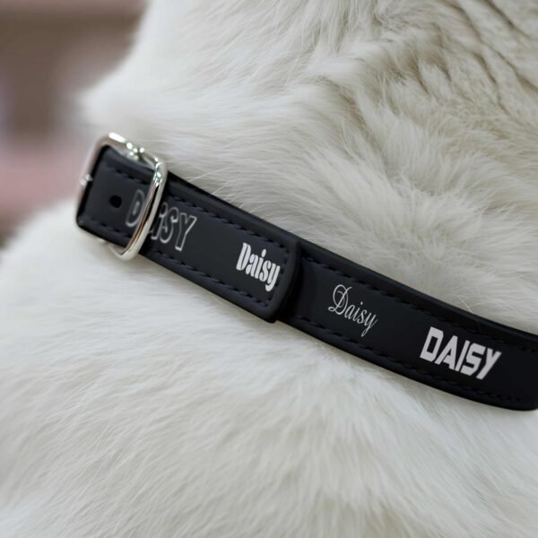 Black-collar-named---White-cat