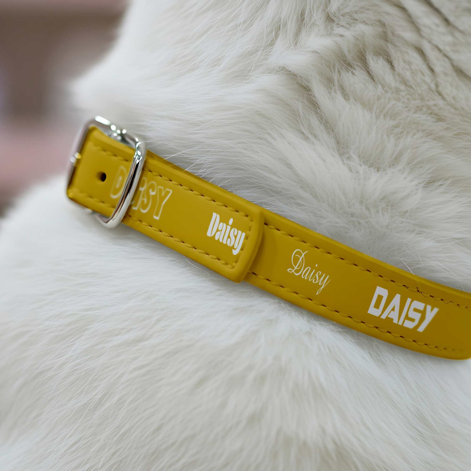 Yellow-collar-named---White-cat