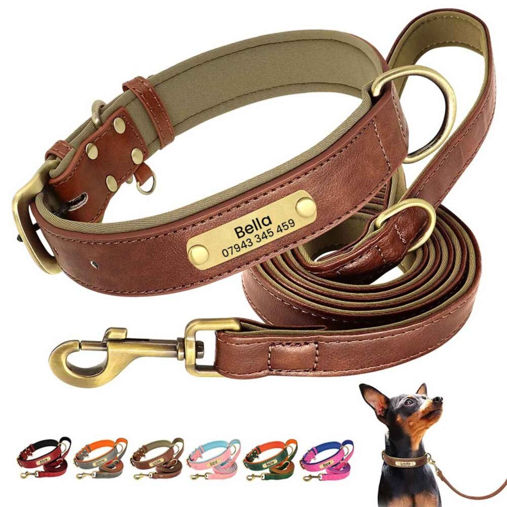 Dog in a brown personalised collar and lead set, showing how to take pet photos with your phone in natural light