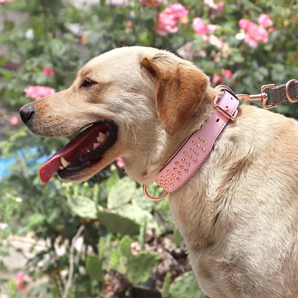 Round Studded Genuine Leather Dog Collar – Large Dogs – photo 7